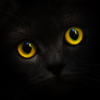 Logo Blackcatcard: IBAN, Mastercard